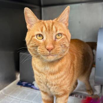Freddie -  Domestic Short Hair Cat for Adoption in Chicago, Illinois - Freddie | PetCurious