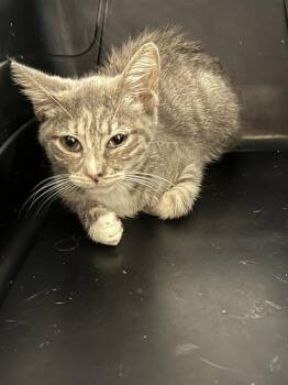JOURNEY -  Domestic Short Hair Cat for Adoption in Fort Lauderdale, Florida - JOURNEY | PetCurious
