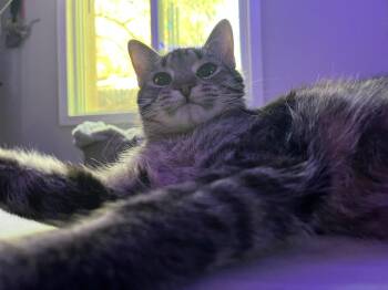 Burrata -  Domestic Short Hair Cat for Adoption in Glendale, Arizona - Burrata | PetCurious
