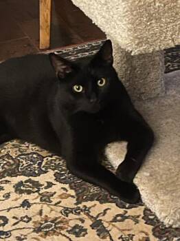 Black Jack -  Domestic Short Hair Cat for Adoption - Black Jack | PetCurious