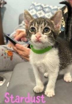Stardust -  Domestic Short Hair and Tabby Cat for Adoption in Ruskin, Florida - Stardust | PetCurious
