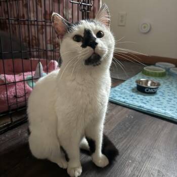 Domestic Short Hair Cats Available for Adoption in Morganton, North Carolina - Munch | PetCurious