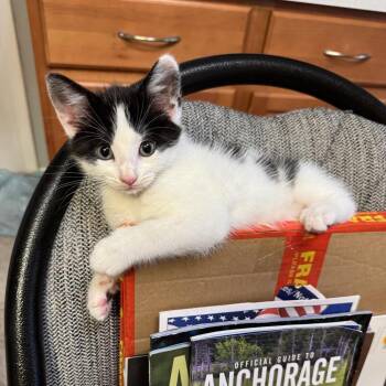 Thor -  Domestic Short Hair Cat Available for Adoption in Silver Spring, Maryland - Thor | PetCurious