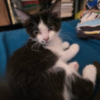 Cheerio -  Domestic Short Hair Cat for Adoption in Grantsville, Utah - Cheerio | PetCurious