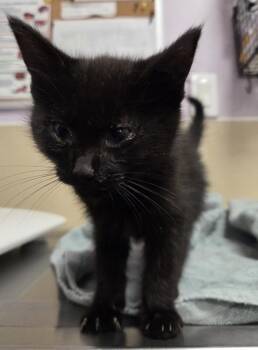 Opah -  Domestic Short Hair Cat for Adoption in Vancouver, Washington - Opah | PetCurious