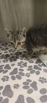Dash -  Domestic Short Hair Cat for Adoption in Daphne, Alabama - Dash | PetCurious