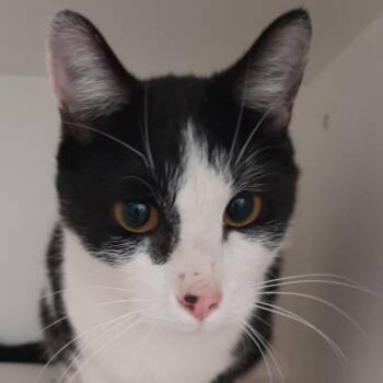 Domestic Short Hair Cats Available for Adoption in Des Moines, Iowa - Meow Meow | PetCurious