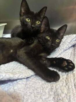 Rikki -  Domestic Short Hair Cat for Adoption in Statesboro, Georgia - Rikki | PetCurious