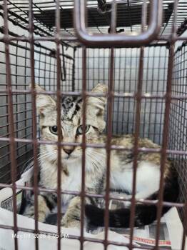 Domestic Short Hair Cats Available for Adoption in San Antonio, Texas - JOSIE | PetCurious