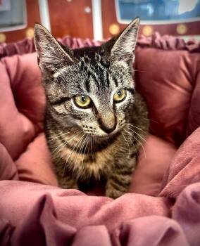 Shenanigans -  Domestic Short Hair Cat for Adoption in Littlestown, Pennsylvania - Shenanigans | PetCurious