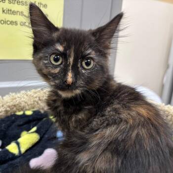 Bagel 54441 -  Domestic Medium Hair Cat for Adoption in Las Vegas, Nevada - Bagel 54441 | PetCurious