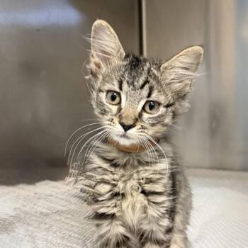 Kabob -  Domestic Short Hair Cat for Adoption in Palm Springs, California - Kabob | PetCurious