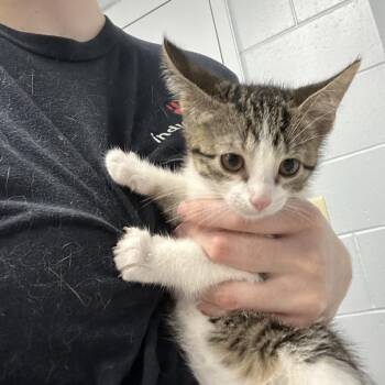 Fruit Loops -  Domestic Short Hair Cat for Adoption in Indianapolis, Indiana - Fruit Loops | PetCurious
