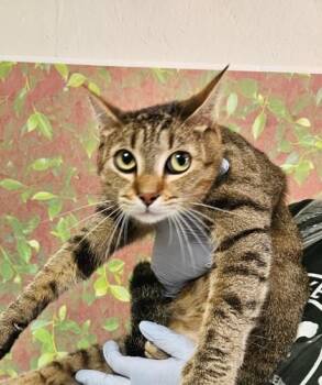 Sif -  Domestic Short Hair Cat for Adoption in San Antonio, Texas - Sif | PetCurious