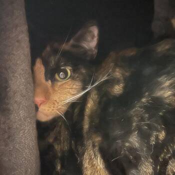 Bawee -  Domestic Short Hair Cat for Adoption in Hawthorne, California - Bawee | PetCurious