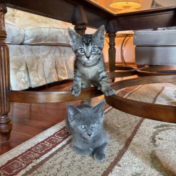 Edmund -  Domestic Short Hair Cat for Adoption in Chicago, Illinois - Edmund | PetCurious