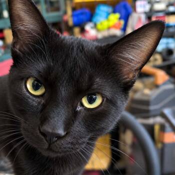 Damian -  Domestic Short Hair Cat for Adoption in Antioch, California - Damian | PetCurious