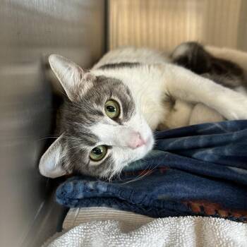 Domestic Short Hair Cats Available for Adoption in Oak Brook, Illinois - Mozzarella | PetCurious