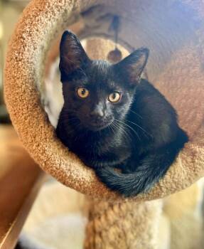 Wybie -  American Shorthair Cat for Adoption in Gulfport, Mississippi - Wybie | PetCurious