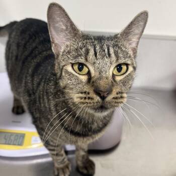 Osaka -  Domestic Short Hair Cat for Adoption in Tampa, Florida - Osaka | PetCurious