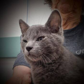 Gavin -  Domestic Short Hair Cat for Adoption in South Bend, Indiana - Gavin | PetCurious