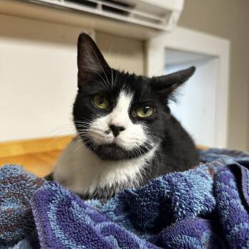 Domestic Short Hair Cats Available for Adoption - Oreo | PetCurious