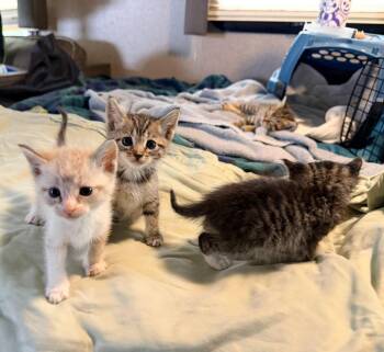 Neville Longbottom -  Domestic Short Hair Cat Available for Adoption in Los Angeles, California - Neville Longbottom | PetCurious