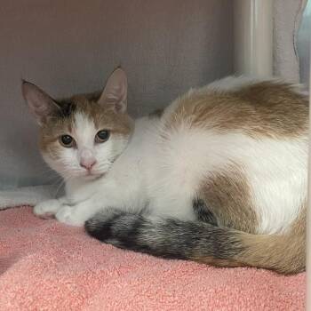 Little Girl -  Domestic Short Hair Cat for Adoption in Philadelphia, Pennsylvania - Little Girl | PetCurious