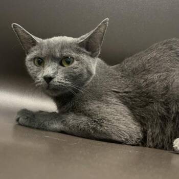 Ash -  Domestic Short Hair Cat Available for Adoption in Janesville, Wisconsin - Ash | PetCurious