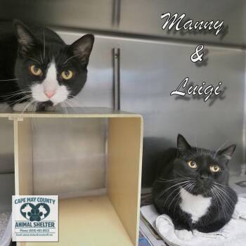 Manny & Luigi -  Domestic Short Hair Cat for Adoption in Middle Township, New Jersey - Manny & Luigi | PetCurious