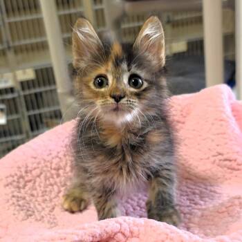 Regina -  Domestic Medium Hair Cat for Adoption in Michigan City, Indiana - Regina | PetCurious
