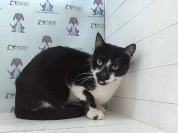 BRIOCHE -  Domestic Short Hair Cat for Adoption in Orlando, Florida - BRIOCHE | PetCurious