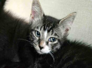 Domestic Short Hair Cats Available for Adoption in Fort Lauderdale, Florida - FROCK | PetCurious