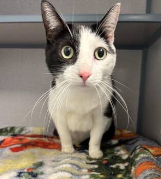 Chimichanga -  Domestic Short Hair Cat for Adoption in Liverpool, New York - Chimichanga | PetCurious