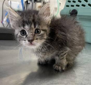ALICE -  Domestic Short Hair Cat for Adoption in Corpus Christi, Texas - ALICE | PetCurious
