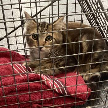 Phillips Kitty -  Domestic Medium Hair Cat for Adoption in Montgomery, Alabama - Phillips Kitty | PetCurious