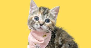 Domestic Short Hair Cats Available for Adoption in Chesapeake Beach, Maryland - Tulip | PetCurious