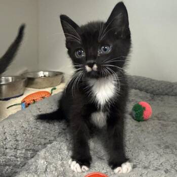 Domestic Short Hair Cats Available for Adoption in Tulsa, Oklahoma - Walt Whiskers | PetCurious