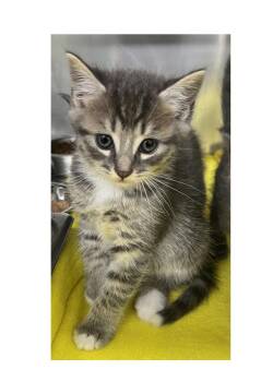 Slade -  Domestic Short Hair Cat for Adoption in Watkinsville, Georgia - Slade | PetCurious