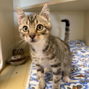 Kirk -  Domestic Medium Hair Cat for Adoption in Cody, Wyoming - Kirk | PetCurious