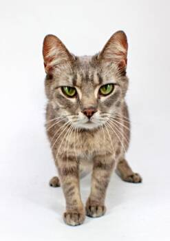 Simone -  Domestic Short Hair Cat for Adoption in Morton Grove, Illinois - Simone | PetCurious