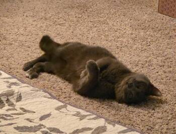 Domestic Short Hair Cats Available for Adoption - Lady Gray | PetCurious