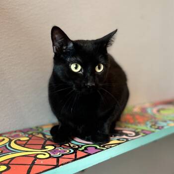 Tasha -  Domestic Short Hair Cat for Adoption in West Des Moines, Iowa - Tasha | PetCurious