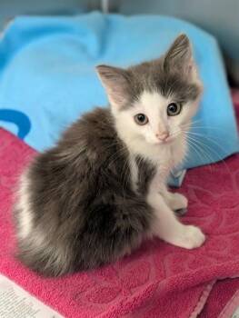 FRAPPE -  Domestic Medium Hair Cat for Adoption in Dallas, Texas - FRAPPE | PetCurious