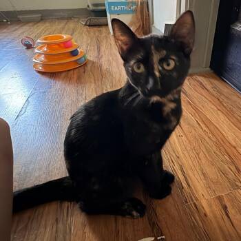Sheba -  Domestic Short Hair Cat for Adoption in Baytown, Texas - Sheba | PetCurious