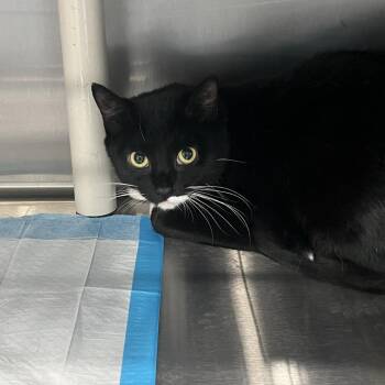 Domestic Medium Hair Cats Available for Adoption in Richmond Hill, Georgia - Bella | PetCurious