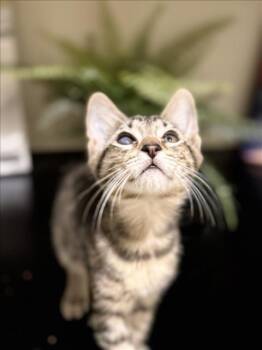 *LEO -  Domestic Short Hair Cat for Adoption in Woodland, California - *LEO | PetCurious