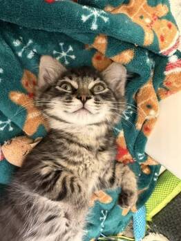 Carl -  Domestic Medium Hair Cat for Adoption in Vancouver, Washington - Carl | PetCurious