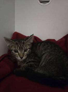 Virgo -  Domestic Short Hair Cat for Adoption in Savannah, Georgia - Virgo | PetCurious