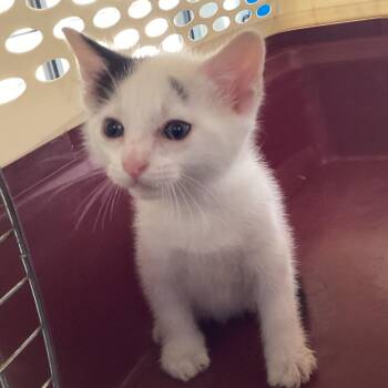 Boozie -  Domestic Short Hair Cat Available for Adoption in Montgomery, Alabama - Boozie | PetCurious